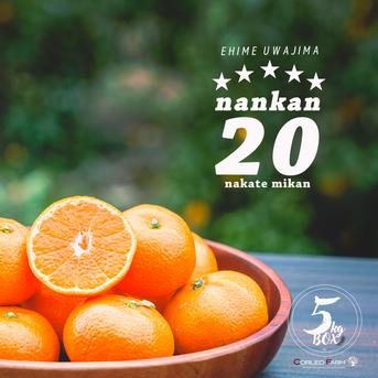 濃厚な甘みとコク 【EHIME UWAJIMA】南柑20号 Aセレクション（家庭用