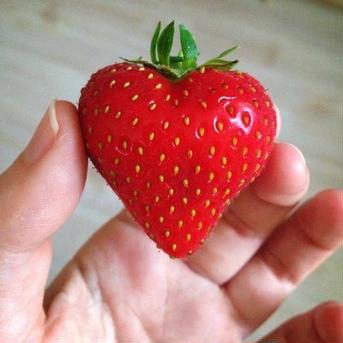 〝たいよう〟不揃いイチゴ1.5kg たっぷり大容量詰め合わせ 1.5kg 果物/いちご通販