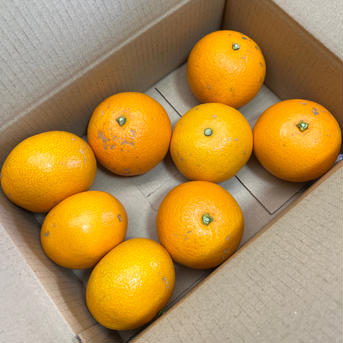 八朔【小玉多め】 箱込5kg 果物/オレンジ・その他みかん通販