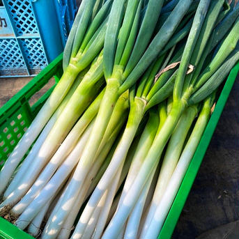 茨城県産 まっつん農園の白ネギ！（5kg） 5kg 野菜/ねぎ通販