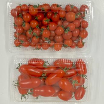 選果落ち 訳あり品 熊本産 ミニトマト＆アイコトマト 合計約1キロ【003