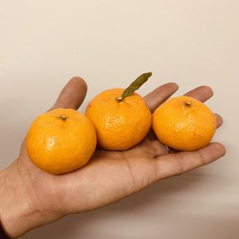 鹿児島県産ぽんかん箱込み5kg ｜ 果物/オレンジ・その他みかん 産直