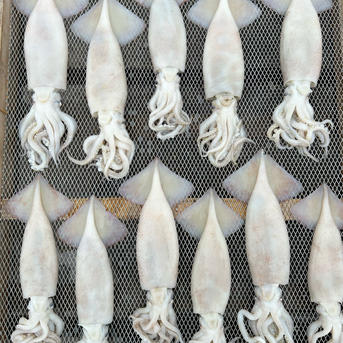 訳あり】 真イカの丸干し 約1キロ 大中サイズ ｜ 魚介類/イカ 産直