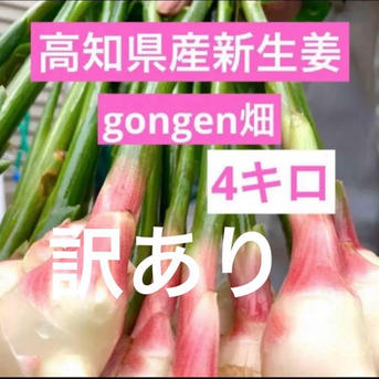 高知県産 朝採り新生姜 訳あり4キロ ｜ 野菜/薬味 産直アウル 農家