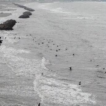 九十九里産ながらみ1キロ入　好評の為限定販売　年内最終販売 1キロ入 魚介類/その他魚介通販