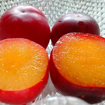 B品無農薬すもも　訳あり傷 訳あり１．５キロ 果物/すもも・プラム通販