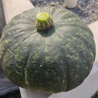 旬のお野菜セット3品　常温便 旬のお野菜セット3品セット 野菜/野菜セット・詰め合わせ通販