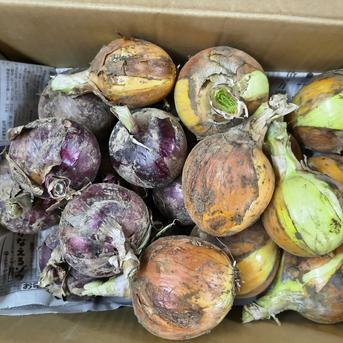 食べ比べ】赤たまねぎ＆玉ねぎセット 4.5kg（箱込み5kg）パチャママ