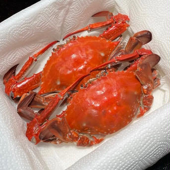 日間賀島産、小さめワタリガニ雄、大漁特価【身入りパンパン】BBQで手が止まらない！ ワタリガニ150±個体2キロ 魚介類/カニ通販