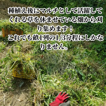 囲い生姜 農薬肥料栽培期間中不使用 露地栽培 熊本県産 1kg ｜ 野菜
