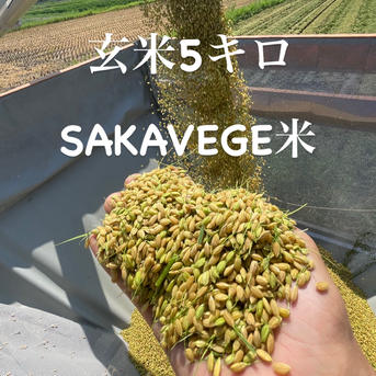 新米 玄米 SAKAVEGE米🌾 ｜ 米・穀物/玄米 産直アウル 農家・漁師など