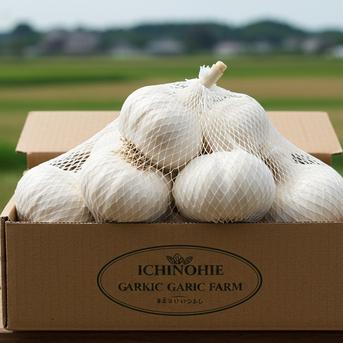 青森にんにく 白玉王〜にんにくの王様〜大中混合バラにんにく(500g