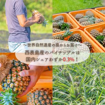 ✨完熟ピーチパイン６Kg(8〜9個入)✨世界自然遺産の島『西表島』より、産地直送でお届けします✨ ６Kg(8〜9個入) 果物/パイナップル通販
