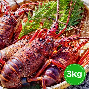 【３kg】活伊勢エビ！！ ３キロ　5～10匹 魚介類/エビ通販