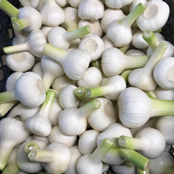 これぞ『旬』甘みたっぷりフレッシュにんにく16玉前後 1.3kg  16球前後 野菜/にんにく通販