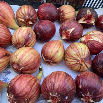 甘っ！皮ごと食べれる安心イチジク♡4パック約1200g（約8-16個） 4パック約1200g（約8-16個） 果物/いちじく通販