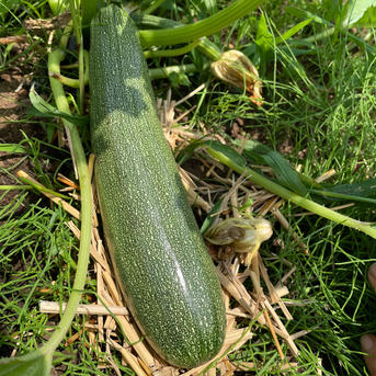 無農薬ズッキーニ 1本〜 野菜/ズッキーニ通販