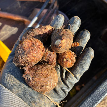 訳あり】サトイモ『土垂』(3KG) Sサイズ 種芋 里芋 土垂 ふぁ(ФωФ)　千葉県産 小さめサイズ 産直 野菜/里いも ｜ フラワー・ガーデニング