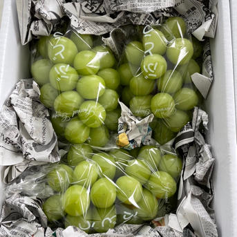 すぐ発送！約1.7キロ3-5房入樹上完熟シャインマスカット- 家庭用訳あり