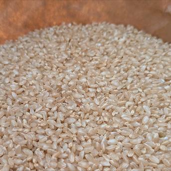 きぬひかり【玄米】 10kg 令和7年産 京都府京丹波町産 | 米・穀物/玄米