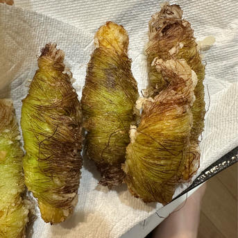 和歌山県産 おおもの ヤングコーン 100本 ｜ 野菜/とうもろこし 産直