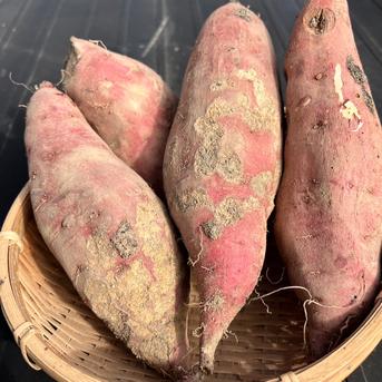 訳アリ！『紅はるか』5㎏ ｜ 野菜/さつまいも 産直アウル 農家・漁師