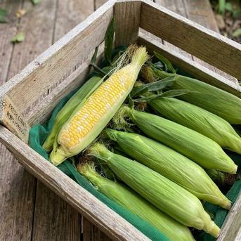 生が甘くて美味しい 新鮮で安全 安心な とうもろこし グラビス 6本