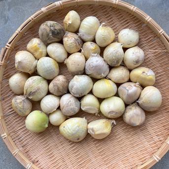 ジャンボにんにく　小さめ 当園のジャンボの中で「小さめ」商品 野菜/にんにく通販
