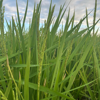 キヌヒカリ玄米10kg🌾橙心🌾令和7年度産新す米🌾淡路島からの新米キヌヒカリ〜玄米 キヌヒカリ玄米10kg 米・穀物/玄米通販