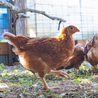 無農薬の米や大豆で育てた平飼い自然卵 6個入り(1パック) ｜ 卵/鶏卵