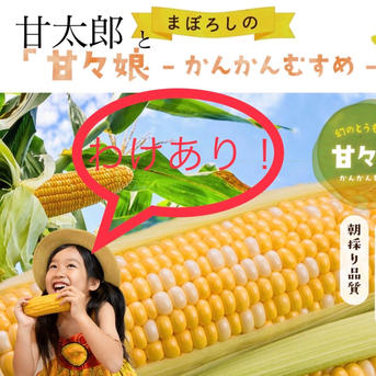 小箱2箱専用セット】訳アリ 甘々娘or甘太郎 4〜7本2箱 採れたて続く