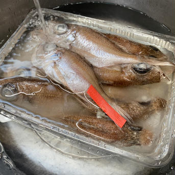 限定販売！【下処理済】だデン！！1kg 下処理済デン1kg（９-12尾前後/kg) 魚介類/その他魚介通販