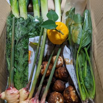 お試し　志村さん家の『ネギ1kg＋野菜4品セット』 ネギ1kg＋α（野菜4品） 野菜/野菜セット・詰め合わせ通販