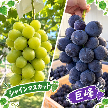 シャインマスカット、種あり巨峰の食べ比べセット ｜ 果物/ぶどう 産直