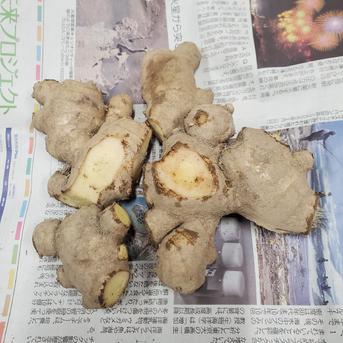 訳あり土付き親生姜 6kg 6kg 野菜/薬味通販