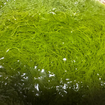 天然の糸モズク　期間限定 1kg 魚介類/海藻通販
