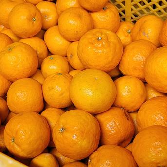 5kg(箱込み) 】 和歌山ポンカン 訳あり ｜ 果物/その他柑橘類 産直