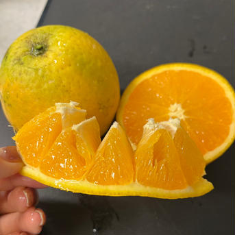 予約受付中！国産バレンシアオレンジ🍊 3kg サイズおまかせ 3kg(箱込み) 果物/オレンジ・その他みかん通販