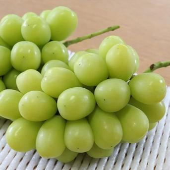 シャインマスカット家庭用8房(3.0kg) | 果物/ぶどう 産直アウル 農家