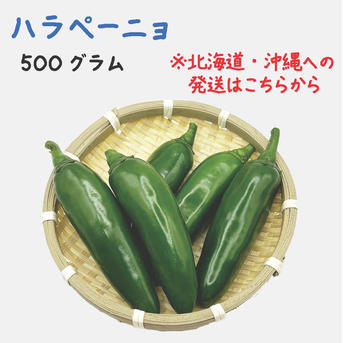 北海道・沖縄専用】ハラペーニョ 約500g 宮崎産 フレッシュ 収穫後農園