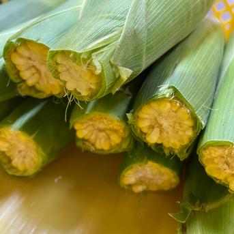 【8/10~8/13収獲・お客様還元セール】とうもろこし「おおもの」家庭用3kg 3kg 野菜/とうもろこし通販