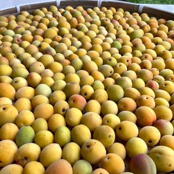 完熟】宮城県産 黄梅 2kg～ 梅干し・梅ジャム・梅シロップ用。栽培期間