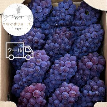 【農家直送！】山形県産ぶどう　デラウェア約4キロ デラウェア大容量シェアパック4キロ ｜ 果物/ぶどう 産直アウル 農家
