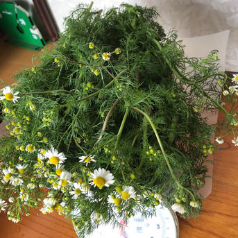 カモミールの葉　生茶葉　 500g お茶/ハーブティー通販