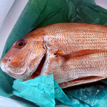 漁師直送！　新鮮天然真鯛　1.5Kg 1.5Kg～2Kg 魚介類/鯛通販