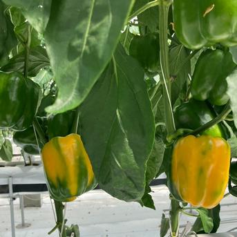 黄色パプリカ【1キロ】 | 野菜/パプリカ 産直アウル 農家から直接野菜