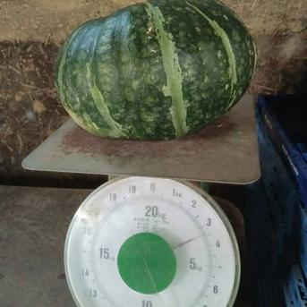 大好評につき追加で限定5名大特価！島根県産　正規品・栗かぼちゃ（１０㌔） かぼちゃ　10㌔ 野菜/かぼちゃ通販