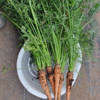 朝採れ葉付きニンジン約500g｜葉も根も食べられる旬のごちそう｜農薬