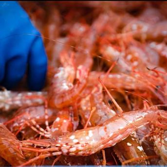 【超希少 本日最終日】春の牡丹海老 大サイズ 2kg 2kg  約60匹前後 魚介類/エビ通販