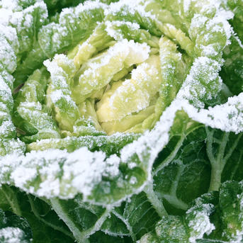 雪の中で育ちました。「雪中白菜」6玉 ｜ 野菜/白菜 産直アウル 農家